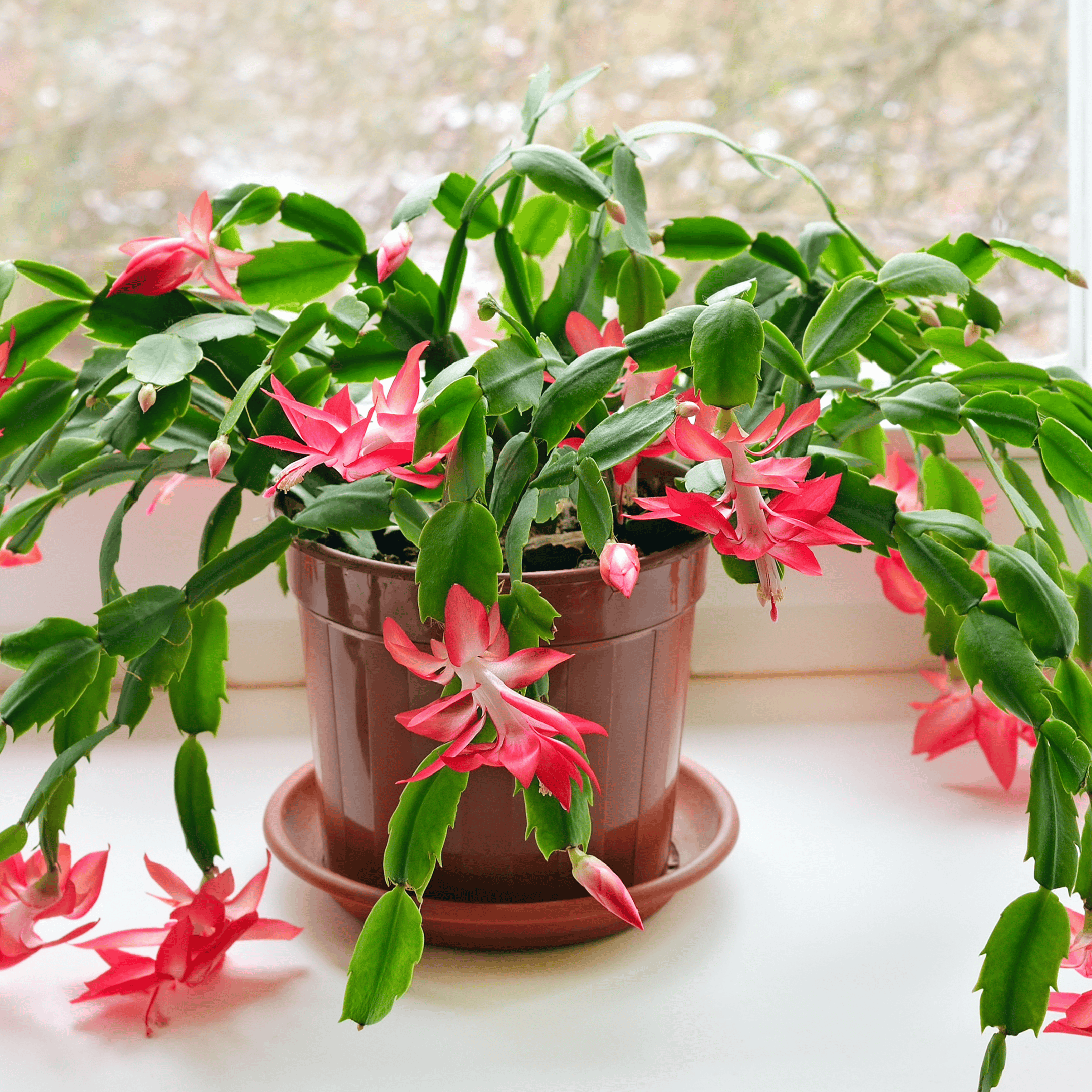 Hire a Plant Caretaker in Austin, TX? Get Expert Plant Care! - Nature  Indoors
