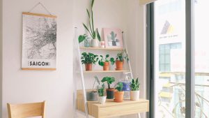 Indoor Plants for Austin Rental Apartments: 12 Easy Options