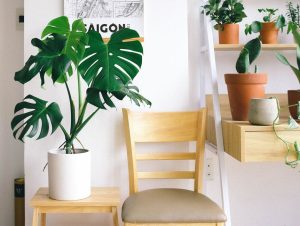 Indoor Plant Styling for Modern Austin Homes