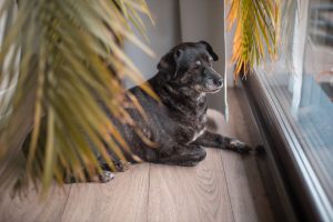 Pet Safe Indoor Plants for Austin Homes