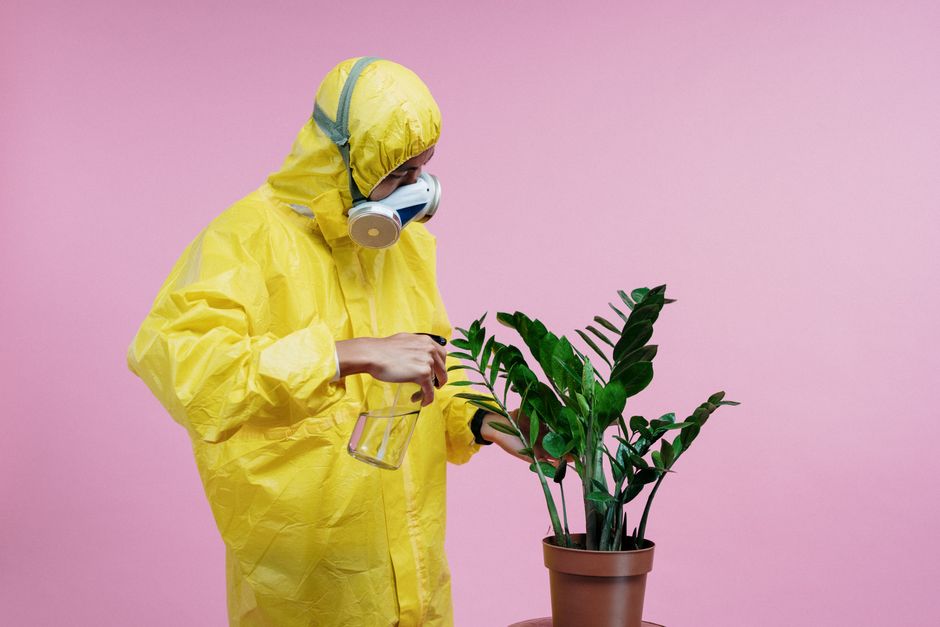 Indoor Plant Care Without Toxic Chemicals: A Complete Guide