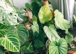 Best Tropical Indoor Plants for Austin Homes