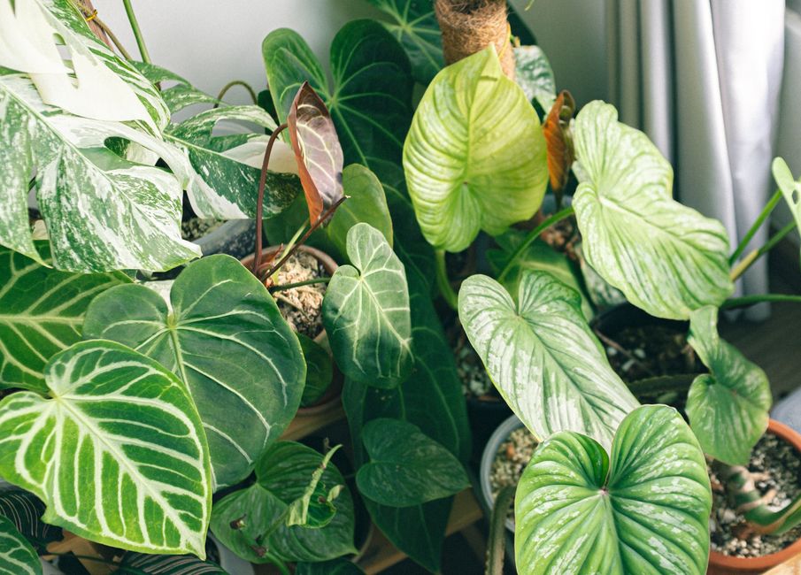 Best Tropical Indoor Plants for Austin Homes