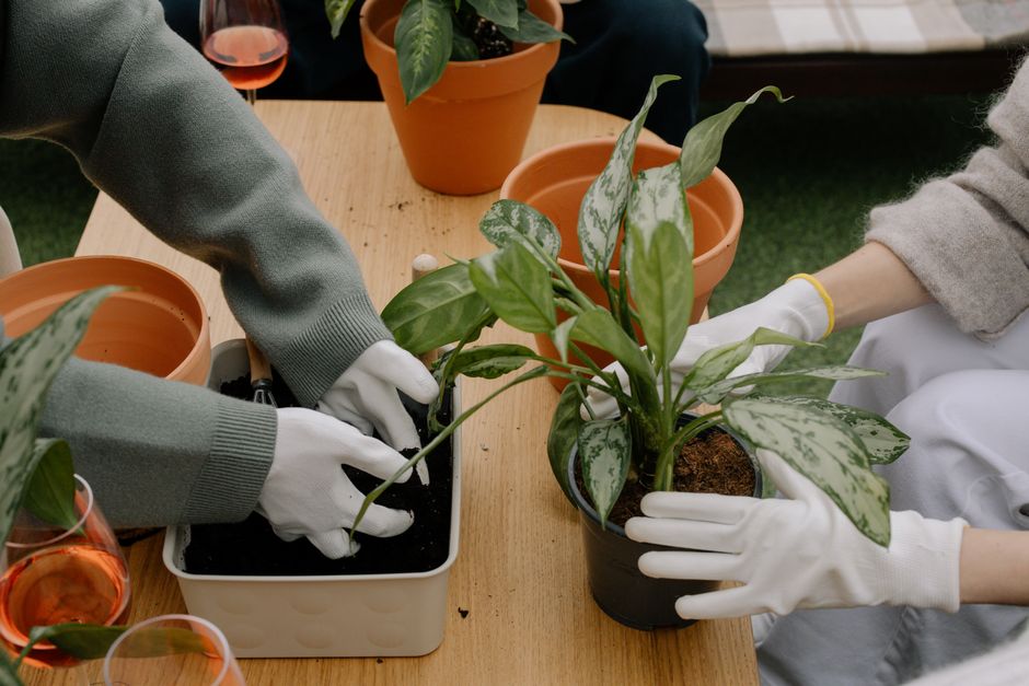 Benefits of Having Plants in Your Office: A Complete Guide